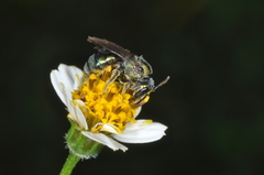 Halictidae