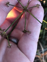 Juncus diffusissimus