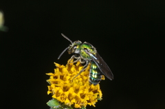 Halictidae