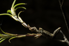 Callirhytis rugulosa