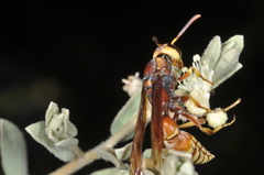 Montezumia ferruginea