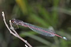 Oxyagrion rubidum