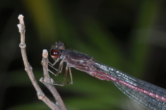 Oxyagrion rubidum