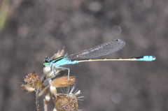Ischnura fluviatilis