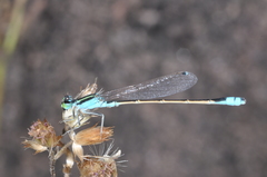 Ischnura fluviatilis