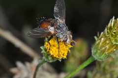 Tachinidae
