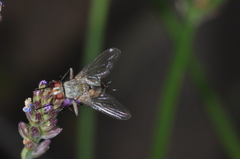 Tachinidae