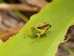 Scotussa impudica