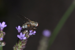 Tachinidae