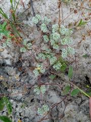 Illecebrum verticillatum