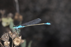 Ischnura fluviatilis