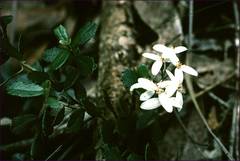 Olearia myrsinoides