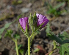 Sidalcea keckii