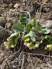 Asclepias cryptoceras davisii