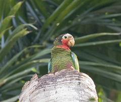 Amazona leucocephala