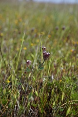 Trifolium dichotomum