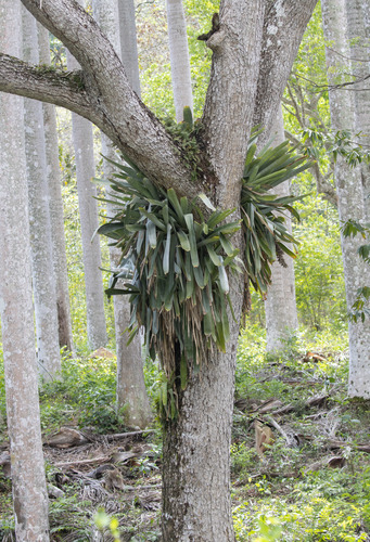 Wittmackia penduliflora, photograph 2