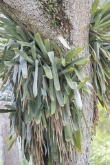 Wittmackia penduliflora