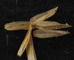 Phalaris angusta