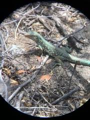 Cnemidophorus arubensis