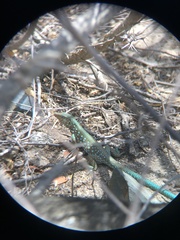 Cnemidophorus arubensis