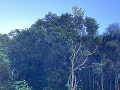 Pseudopanax crassifolius