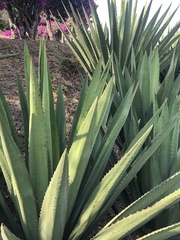 Agave tequilana