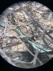 Cnemidophorus arubensis