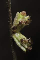 Callirhytis rugulosa