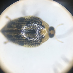 Peltodytes edentulus