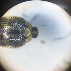 Peltodytes edentulus