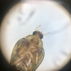 Peltodytes edentulus