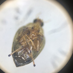 Peltodytes edentulus