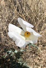 Argemone pleiacantha