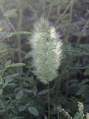 Polypogon monspeliensis