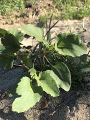 Xanthium strumarium