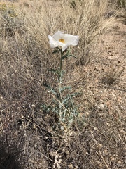 Argemone pleiacantha