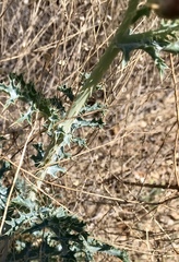 Argemone pleiacantha