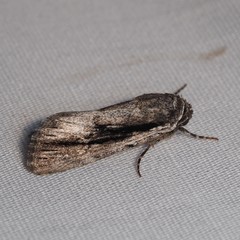 Oncocnemidinae