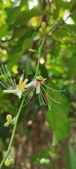 Capparis micracantha