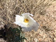 Argemone pleiacantha