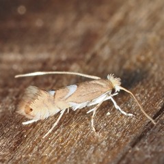 Phyllonorycter aeriferella