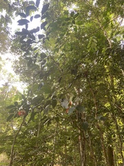 Tabernaemontana flavicans