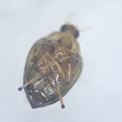 Peltodytes edentulus
