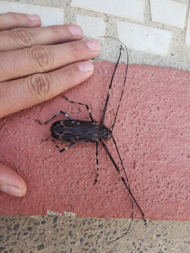 Harlequin Beetle (Acrocinus longimanus)