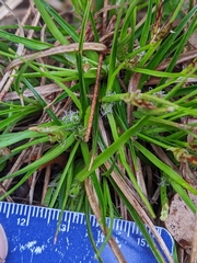 Carex tonsa