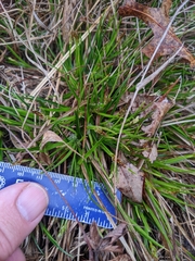 Carex tonsa