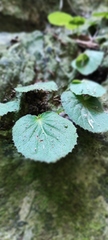 Epithema ceylanicum