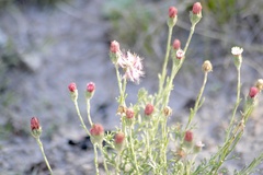 Microgyne trifurcata