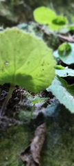 Epithema ceylanicum